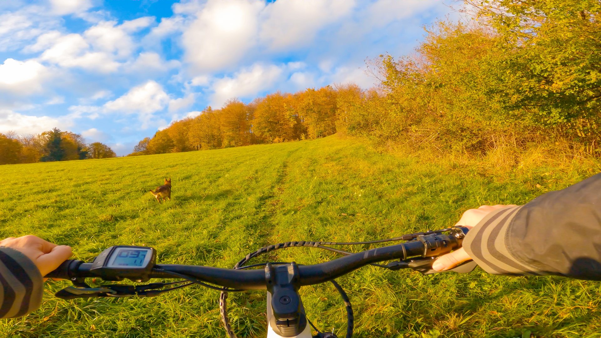 Mountainbiken mit Hund: Tipps für sichere Bergtouren
