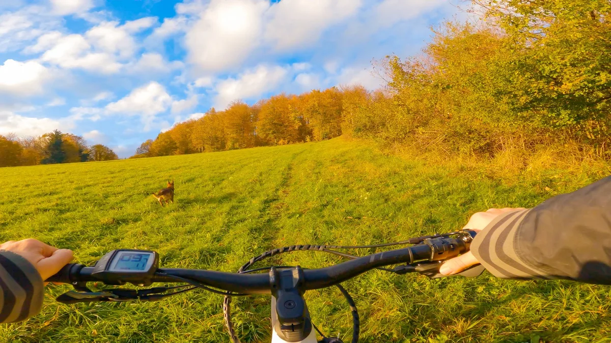 shutterstock_2521574143 Mountainbiken mit Hund: Tipps für sichere Bergtouren