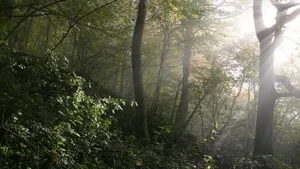 Die Sonne strahlt in einen Wald am Frickberg.