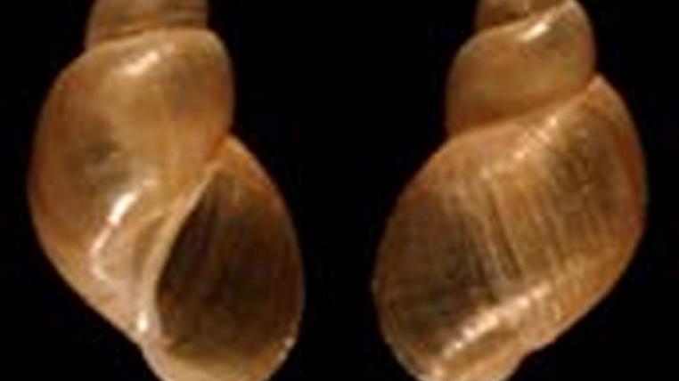 Galba cubensis