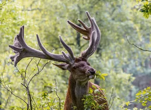Hirsch am Knabbern.