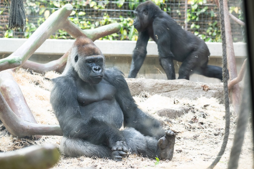 Neuer Silberrücken im Zoo Basel: Gorilla Yeba in Gruppe integriert