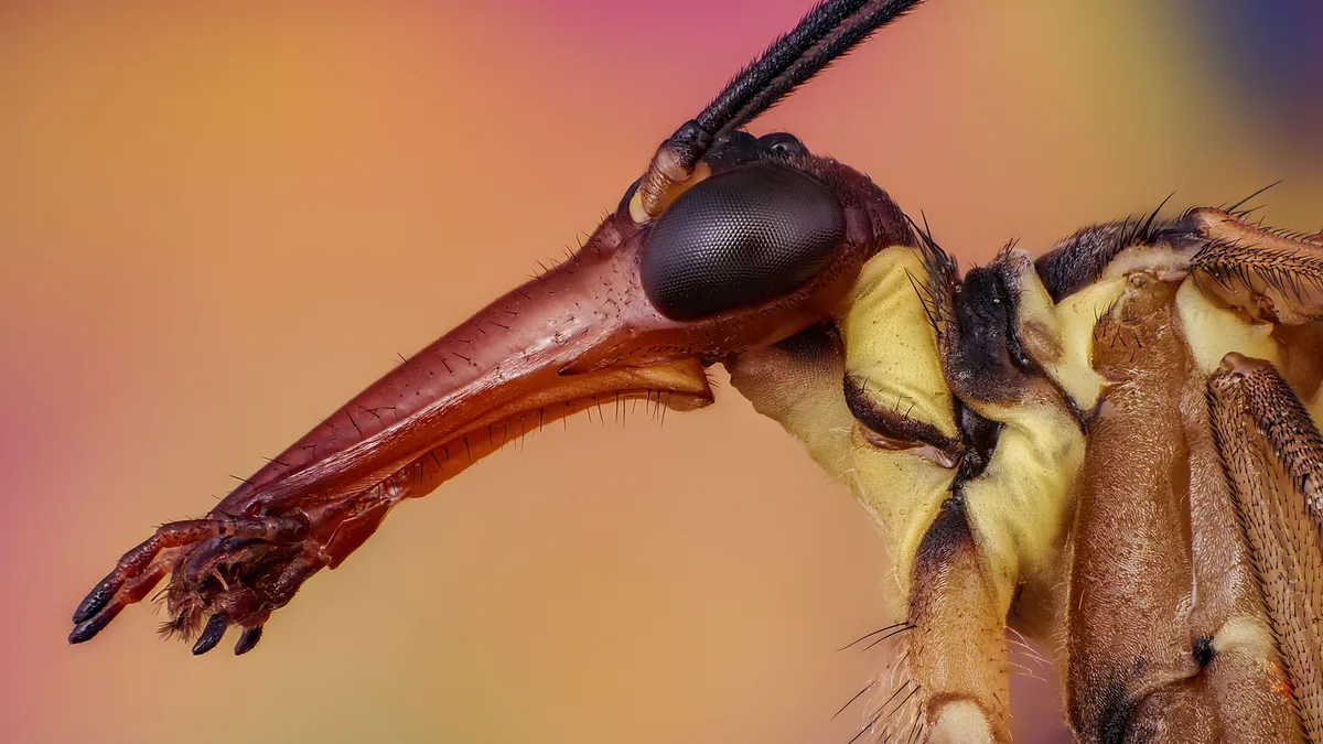 Skorpionsfliege Faszinierende Makroaufnahmen: Insekten oder Aliens?