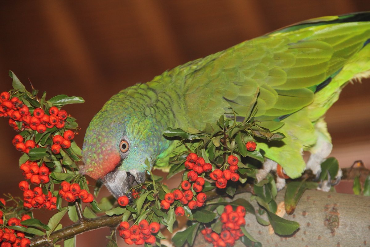 Das Wochenende der tropischen Vögel im Zürcher Oberland