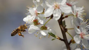 Weltweit nimmt die Bienenpopulation laufend ab.