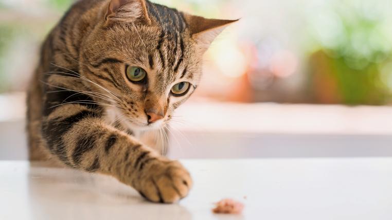 Kleine Katze spielt