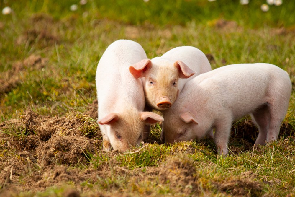 Quiz über Dialektwörter in der Tierwelt