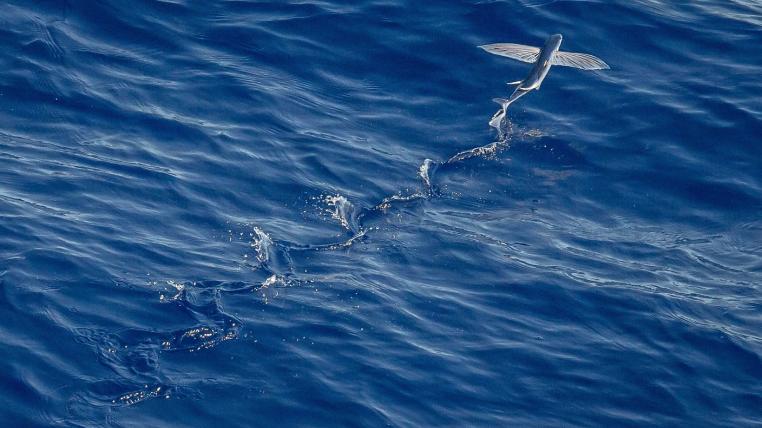 Fliegender Fisch