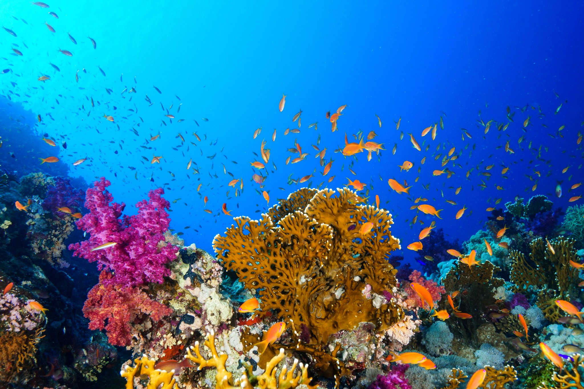 Mehr Fische als erwartet