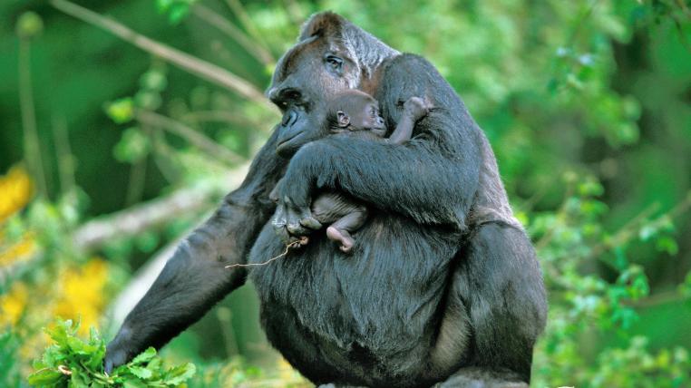 Gorillaweibchen trauert