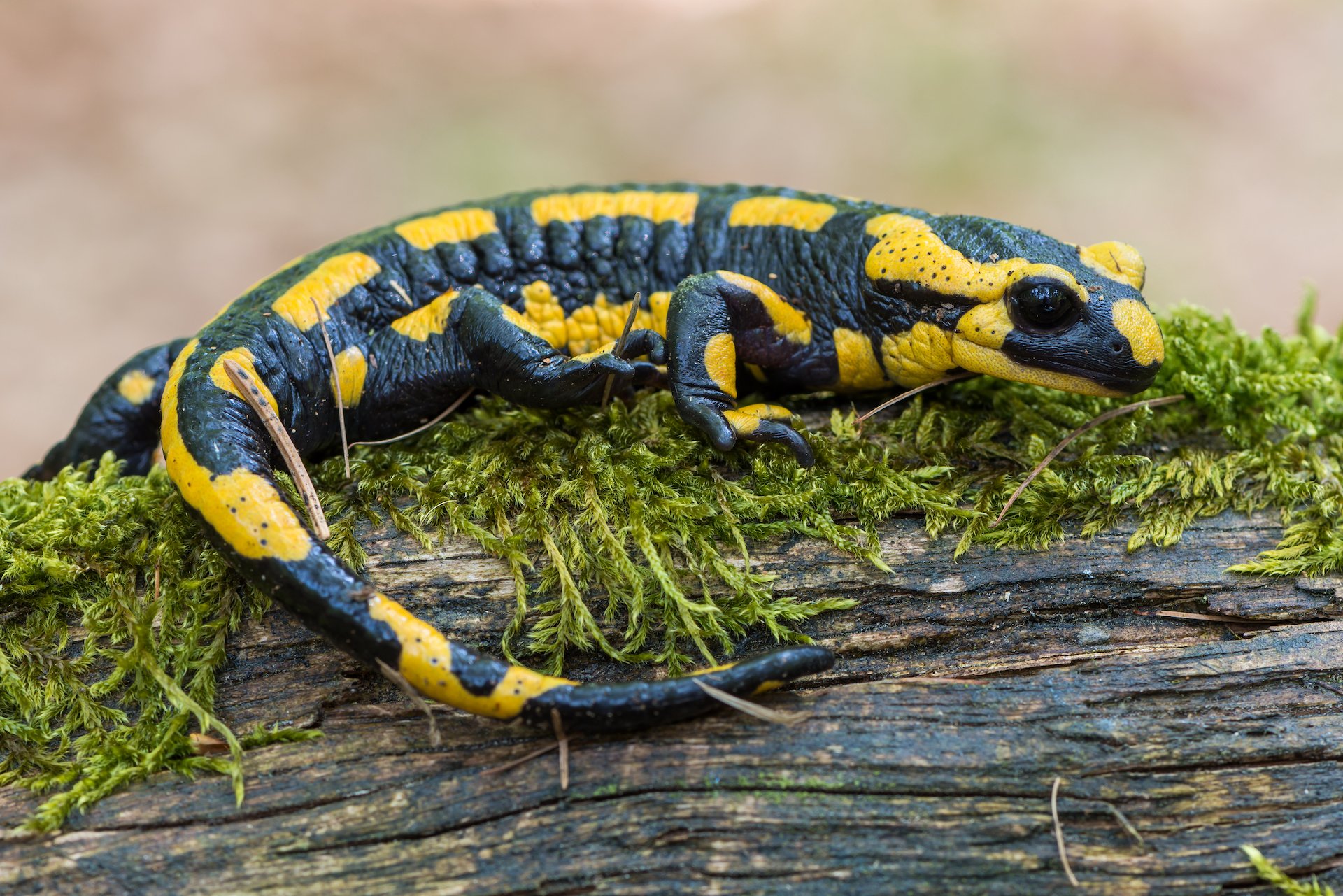 Der Feuersalamander: Amphibie mit schwarz-gelbem Warnmuster