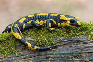 Der Feuersalamander zählt zu den Amphibien, ist aber dennoch mehr ein Landtier.