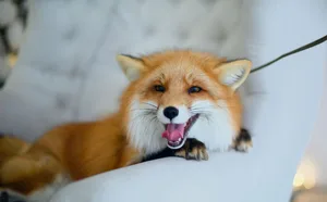 Das flauschige Fell und seine sprichwörtliche Schläue macht den Fuchs zum begehrten Wunsch-Haustier.