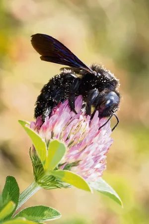 Die grösste heimische Biene ist ein seltener Gast im Garten.