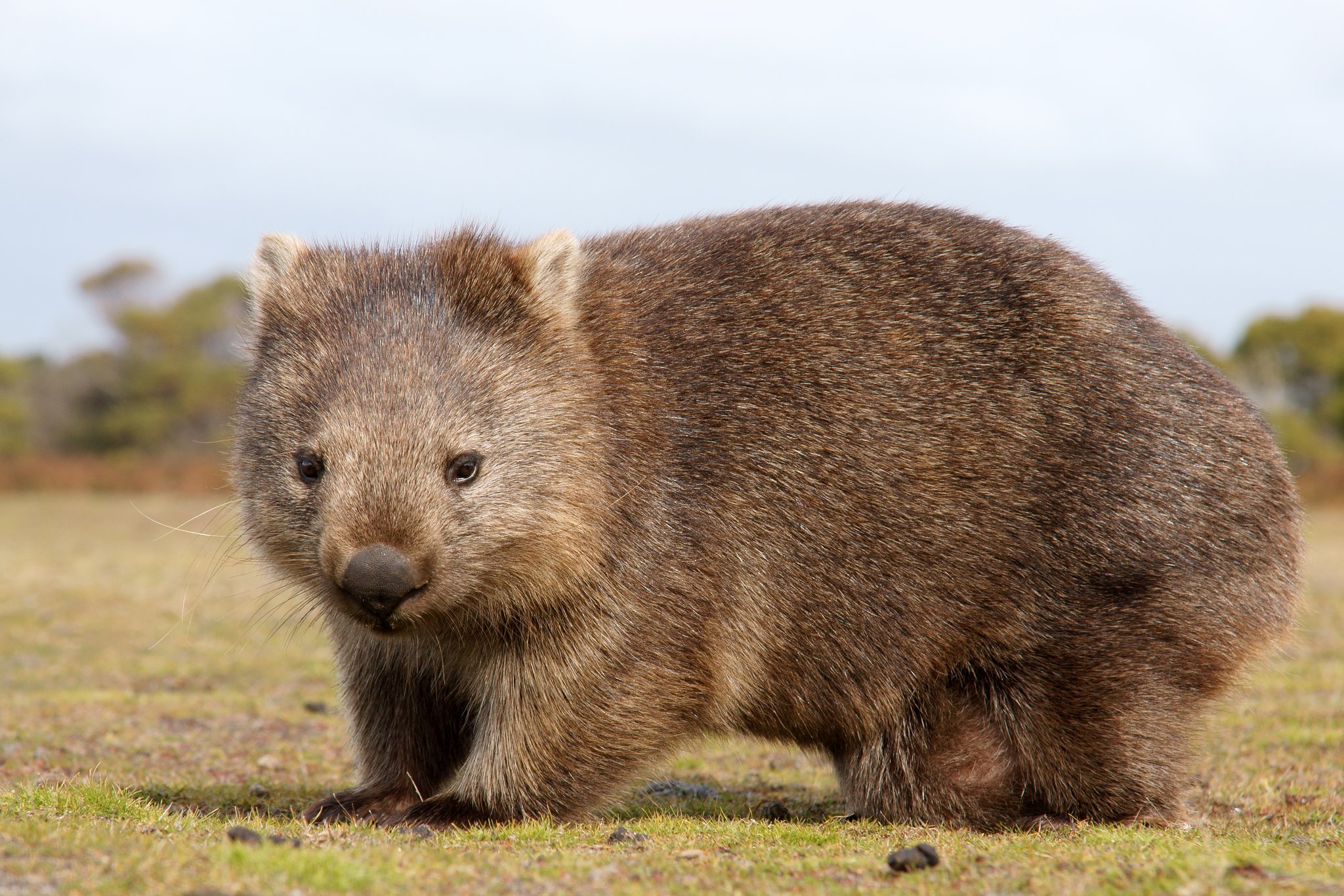 Weshalb ist der Kot von Wombats viereckig?