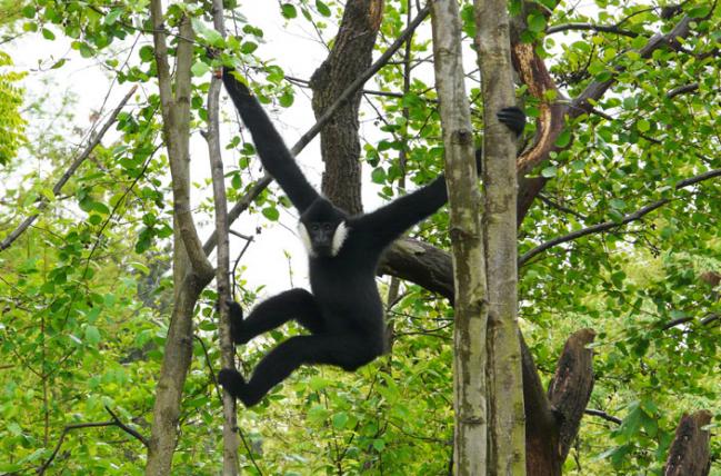 gibbons1.jpg