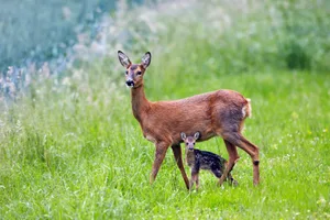 Wer Rehe in der freien Natur sehen möchte, braucht etwas Geduld.