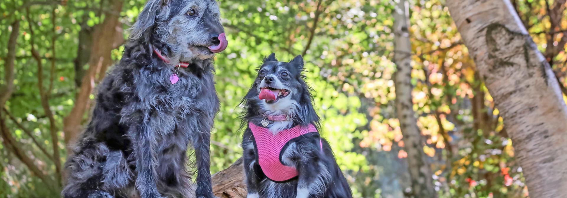 Hund: Halsband oder Brustgeschirr?