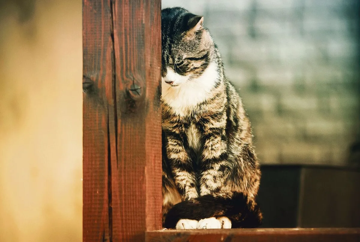 187fc75afdf7d94d2f5fbbb4ca563d20454a5f32f9028fe32c90c806201660f5 Verhaltensveränderungen bei Katzen haben nicht immer nur körperliche Ursachen, sondern können auch ein Zeichen von psychischen Problemen sein.