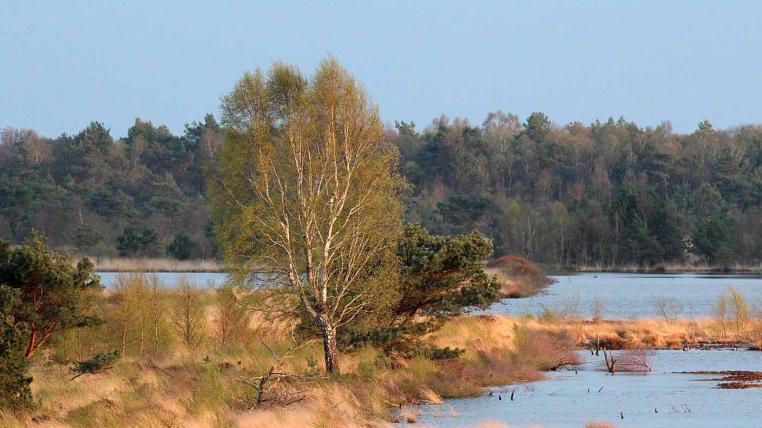 Moorlandschaft bei Sittensen
