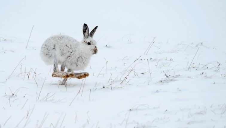 Schneehase