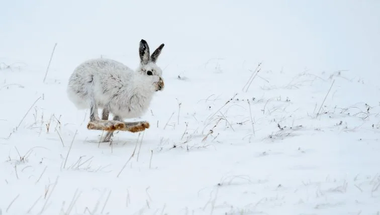 6399906807992b11c7b16242c9980e705e03a6bf Schneehase