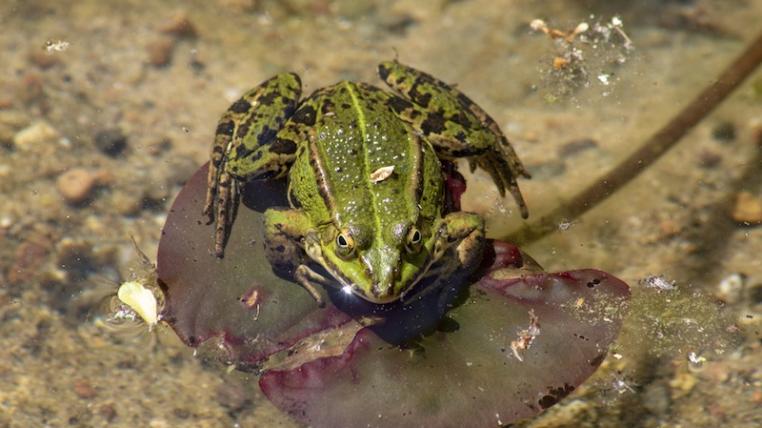 Frosch1.jpg