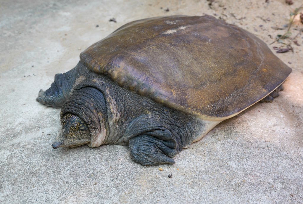 Die Weichschildkröte: Leben ohne harten Panzer