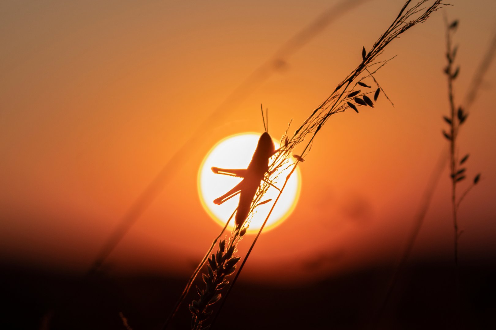 Heuschrecken und Singzikaden: Die Stimmen des Sommers