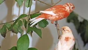 Diese jungen Kanarienvögel– oben eine Deutsche Haube, unten zwei rote Farbkanarien – schätzen frische, belaubte Zweige.