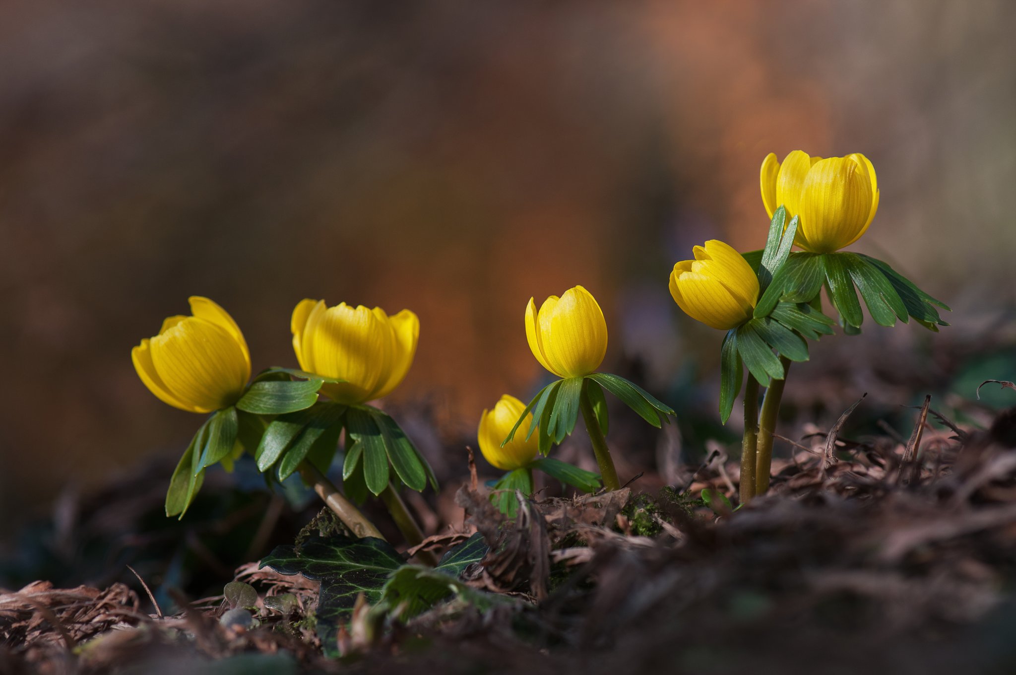 Diese Pflanzen blühen im Februar