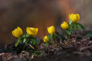 Winterling (Eranthis hyemalis)