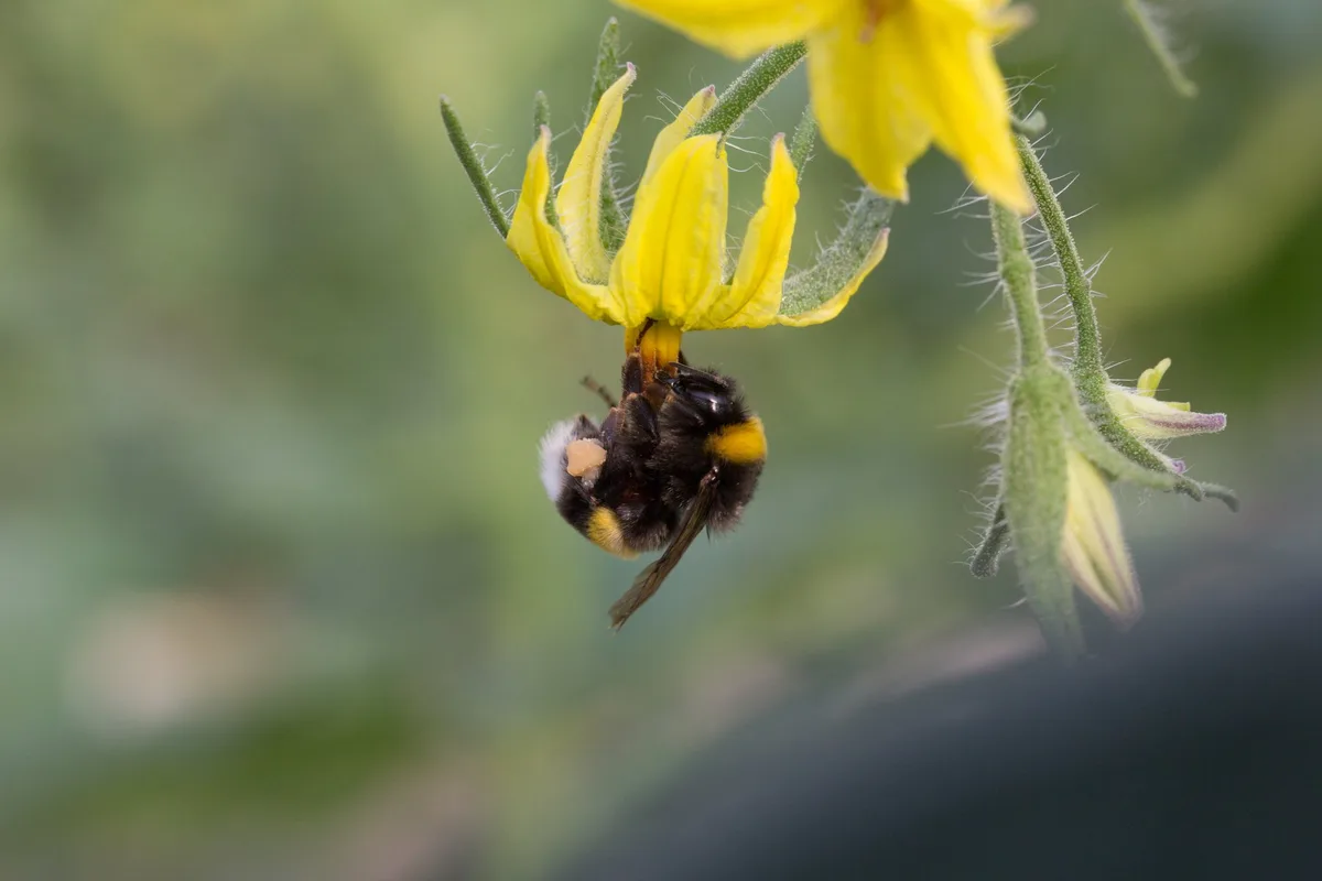 shutterstock_738834334 Hummeln: Fleissige Helfer im Gewächshaus