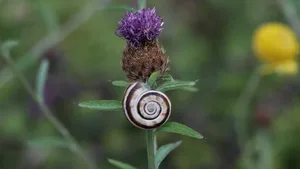 Die Östliche Heideschnecke mag trockene Standorte mit viel Sonne und offenem Boden.