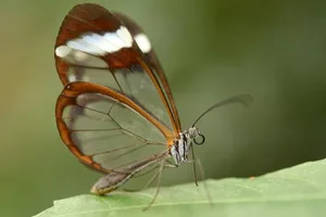 Von den Flügeln des Glasflügel-Schmetterlings sind nur die Adern und Ränder zu sehen.