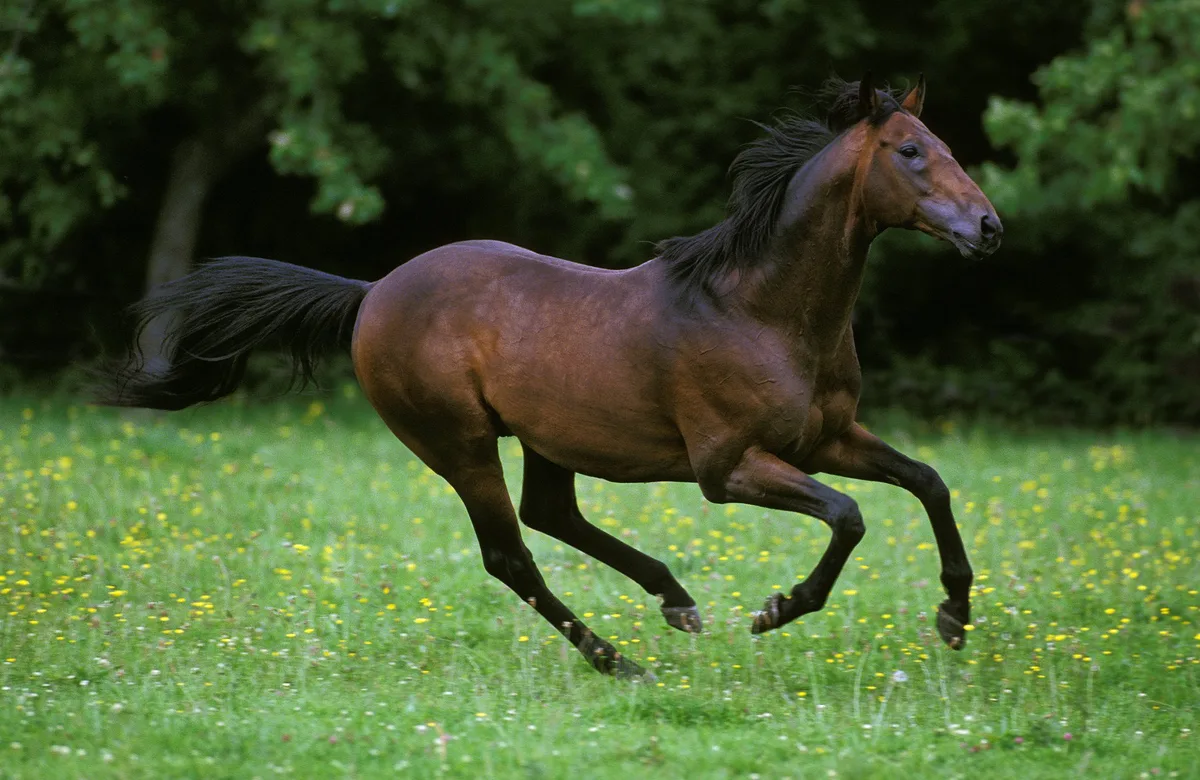shutterstock_1645946317 Englisches Vollblut: die schnellste Pferderasse der Welt