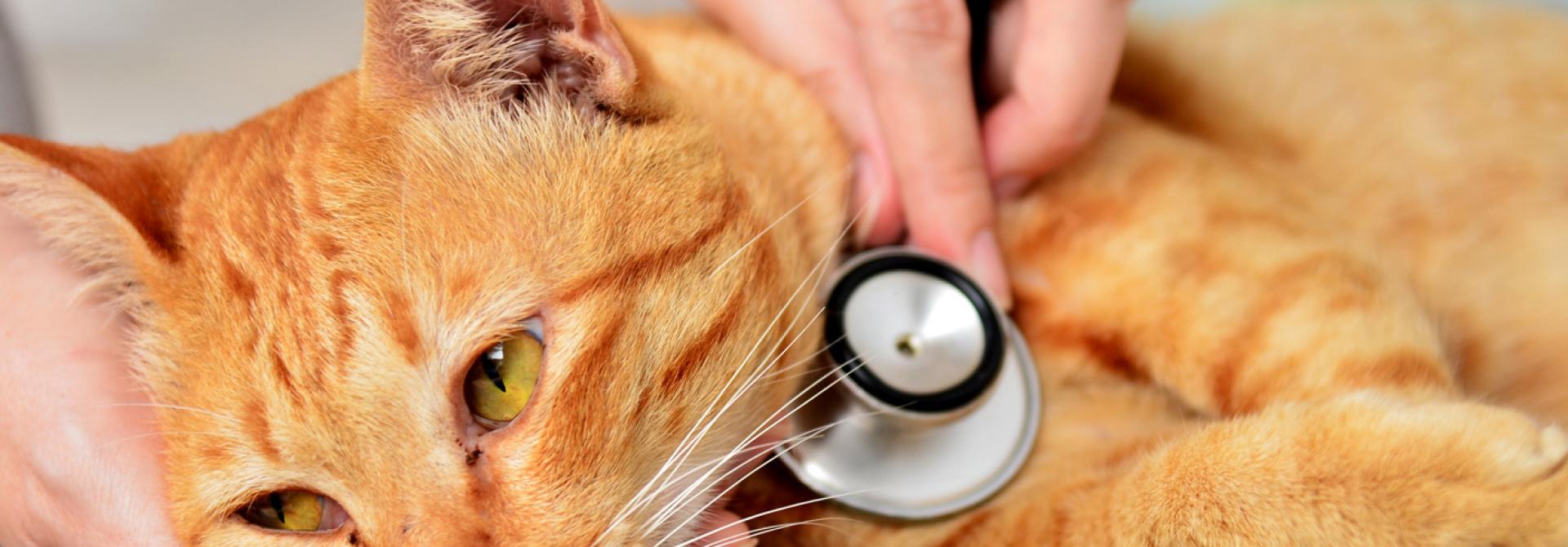Katze beim Tierarzt