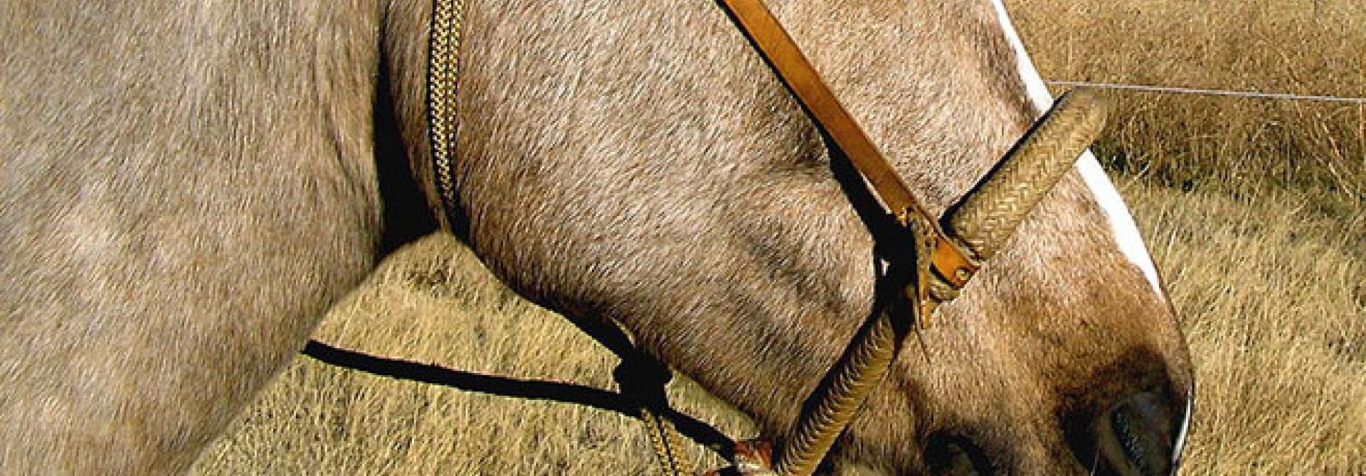 Bosal_on_horse-Montanabw-ccbysa_s.jpg