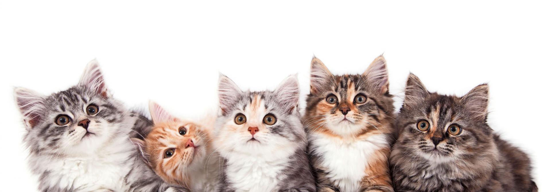 Kleine Katzen