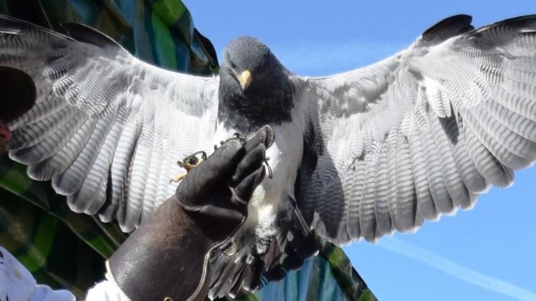 Fanghand-Blaubussard.JPG