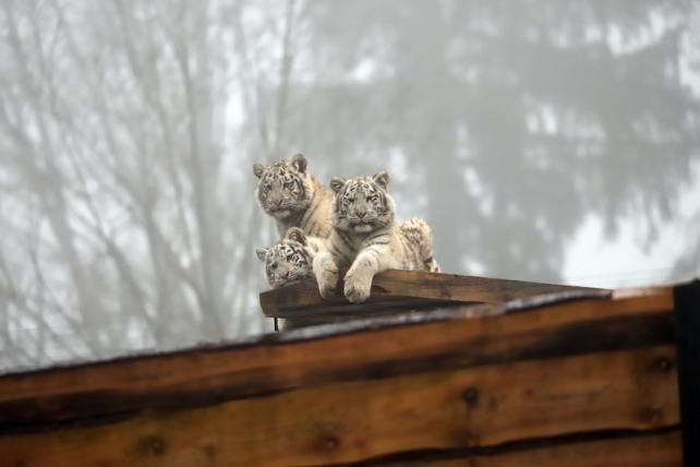 Sikypark_Winter_Tiger_2JPG.JPG