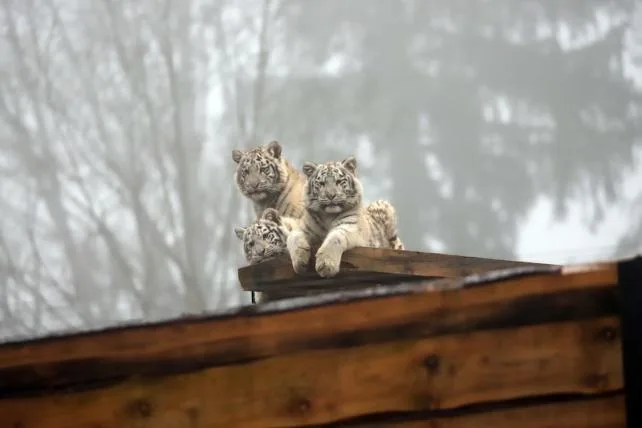 701c7e659de06b686c13ffce6e8bf9e416ce52a1 Sikypark_Winter_Tiger_2JPG.JPG