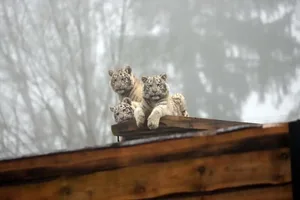 Den Tigern im Sikypark scheint der Schnee zu gefallen – obwohl sie sich bei Temperaturen um 16 Grad unter Null gerne an ein warmes Plätzchen zurückziehen.