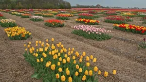 Tulpen und Tulpenzwiebeln sind heute der Exportschlager aus Holland.