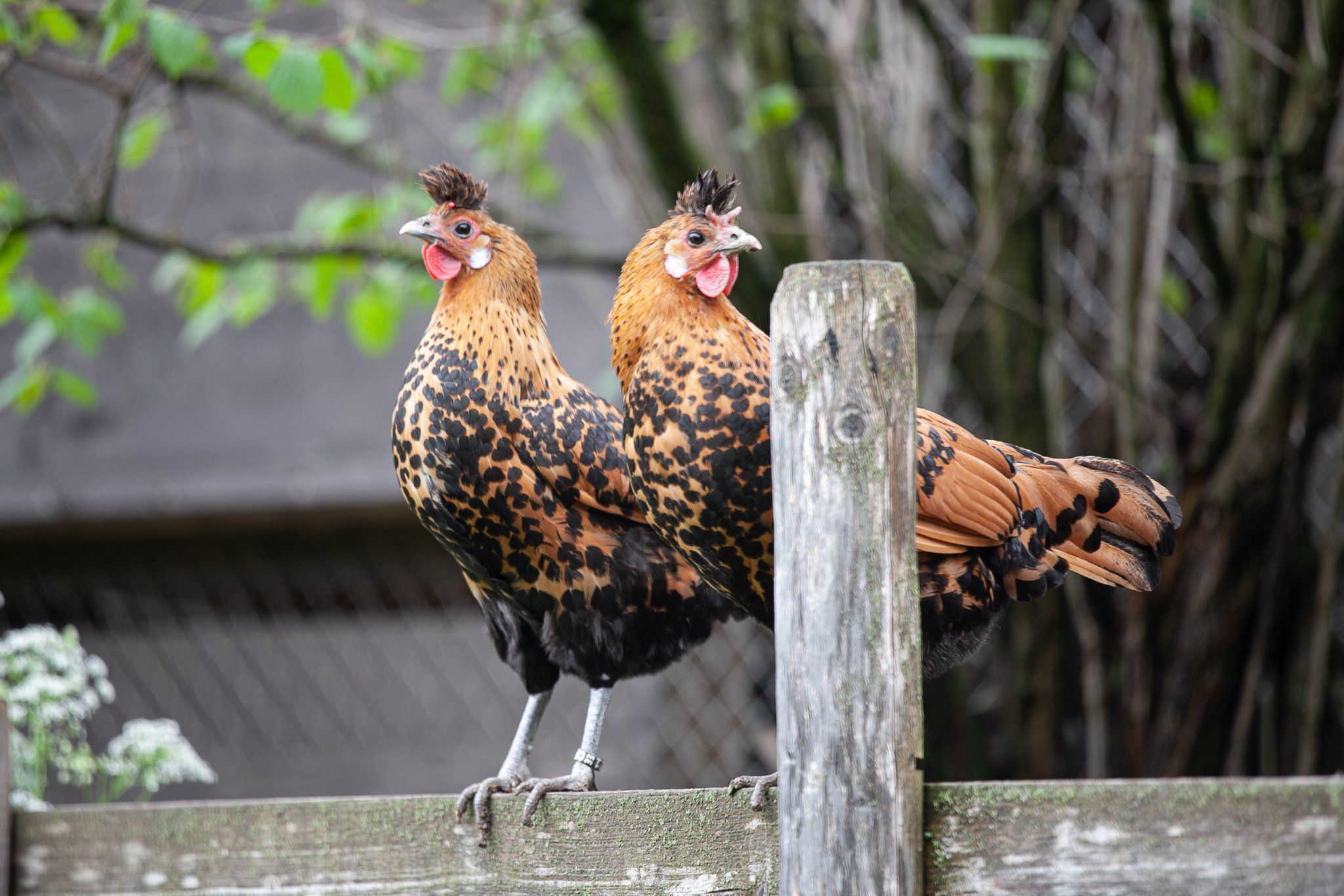 Das Appenzeller Spitzhaubenhuhn hat einen extravaganten Kopfschmuck