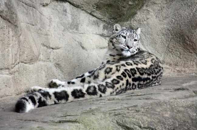 1Schneeleopard_DorisKessler-bysa.jpg