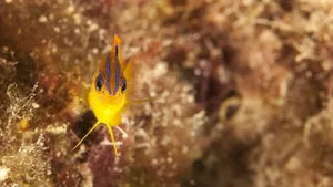 Ein junger RiffbarschStegastes diencaeus.