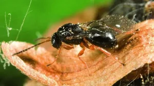 Die Esskastanien-Gallwespe ist für den diesjährigen Ernteausfall im Tessin verantwortlich.