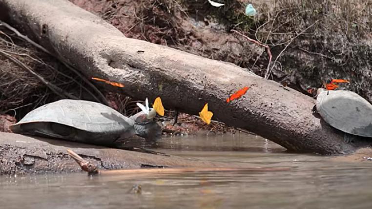 Schmetterlinge trinken Schildkrötentränen