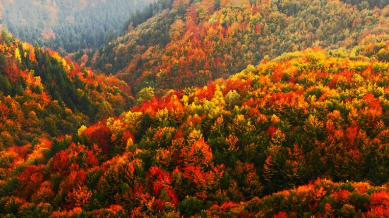 Wälder in der Schweiz